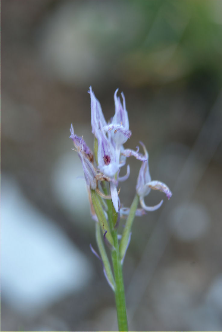 Orchidee nel pisano